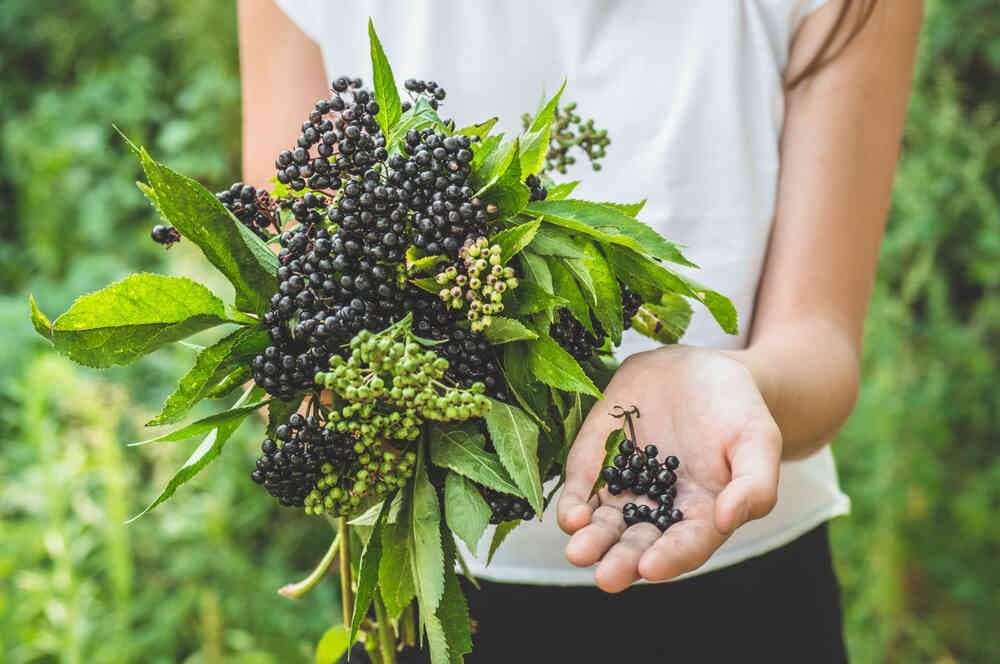 Elderberry